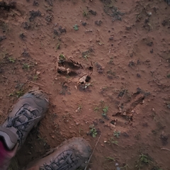 Cervus canadensis nannodes