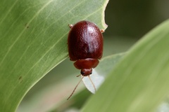 Dicranosterna picea