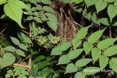 Rubus inopertus