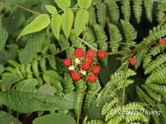 Rubus inopertus