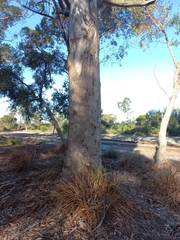 Eucalyptus diversicolor