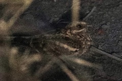 Caprimulgus climacurus climacurus