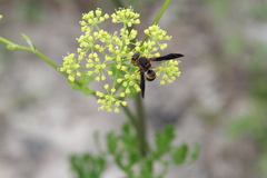 Euodynerus crypticus