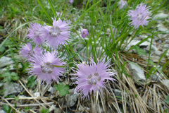 Dianthus sternbergii