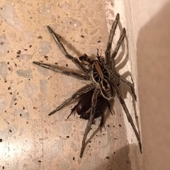 Schizocosa malitiosa