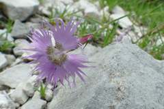 Dianthus sternbergii