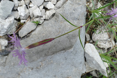 Dianthus sternbergii