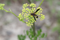 Euodynerus crypticus