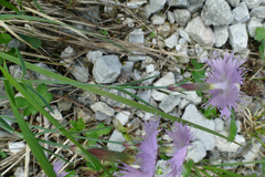 Dianthus sternbergii