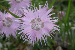 Dianthus sternbergii