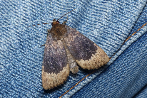 Amphipyra perflua