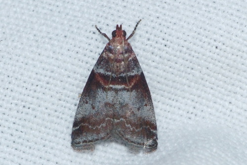 Acrobasis advenella