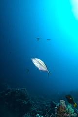 Orangespotted Trevally photo 4