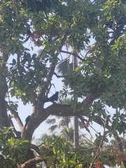 Lamprotornis caudatus