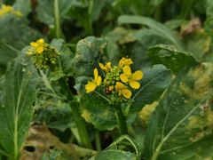Brassica rapa parachinensis