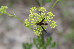 Euodynerus crypticus