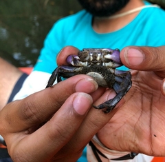 Metopograpsus frontalis