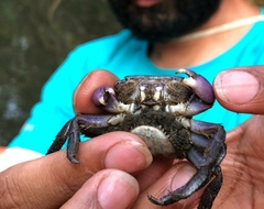 Metopograpsus frontalis