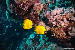 Bluecheek Butterflyfish photo 5