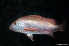 Mangrove Red Snapper photo 3