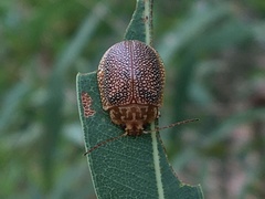 Paropsis omphale