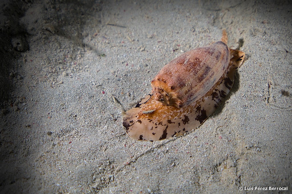 Photo of Geographic cone (Conus geographus)