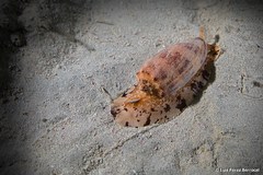 Conus geographus