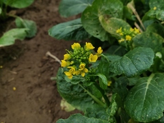 Brassica rapa parachinensis