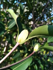 Coptosperma
