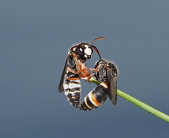 Masarinae