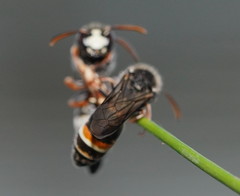 Masarinae