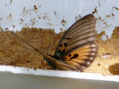 Euphaedra edwardsii