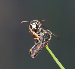 Masarinae