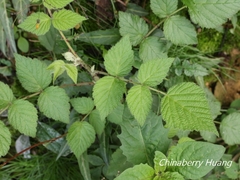 Rubus parviaraliifolius
