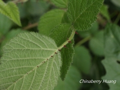 Rubus parviaraliifolius