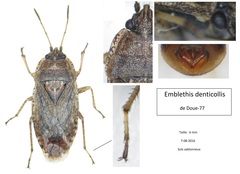 Emblethis denticollis