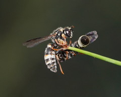 Masarinae