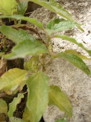 Parietaria officinalis