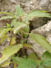 Parietaria officinalis