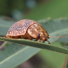 Paropsis omphale