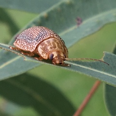 Paropsis omphale