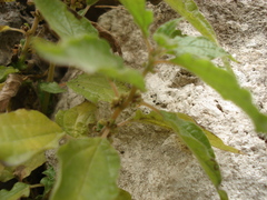 Parietaria officinalis