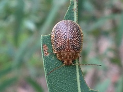 Paropsis omphale