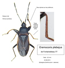 Eremocoris plebejus