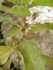 Parietaria officinalis