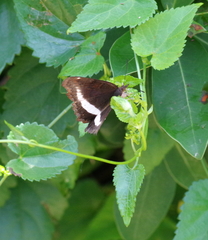 Eurytela hiarbas