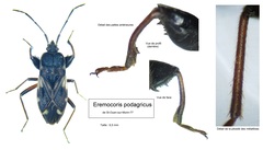 Eremocoris podagricus