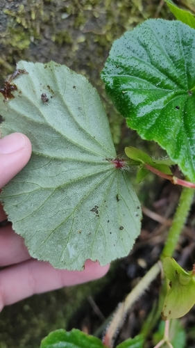 Begonia hirtella