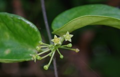 Vincetoxicum anomalum