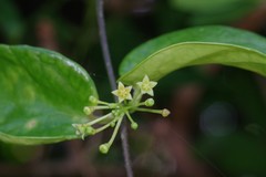 Vincetoxicum anomalum